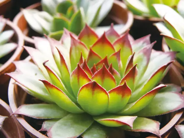 观音莲有毒吗怎么养?观音莲养护方法