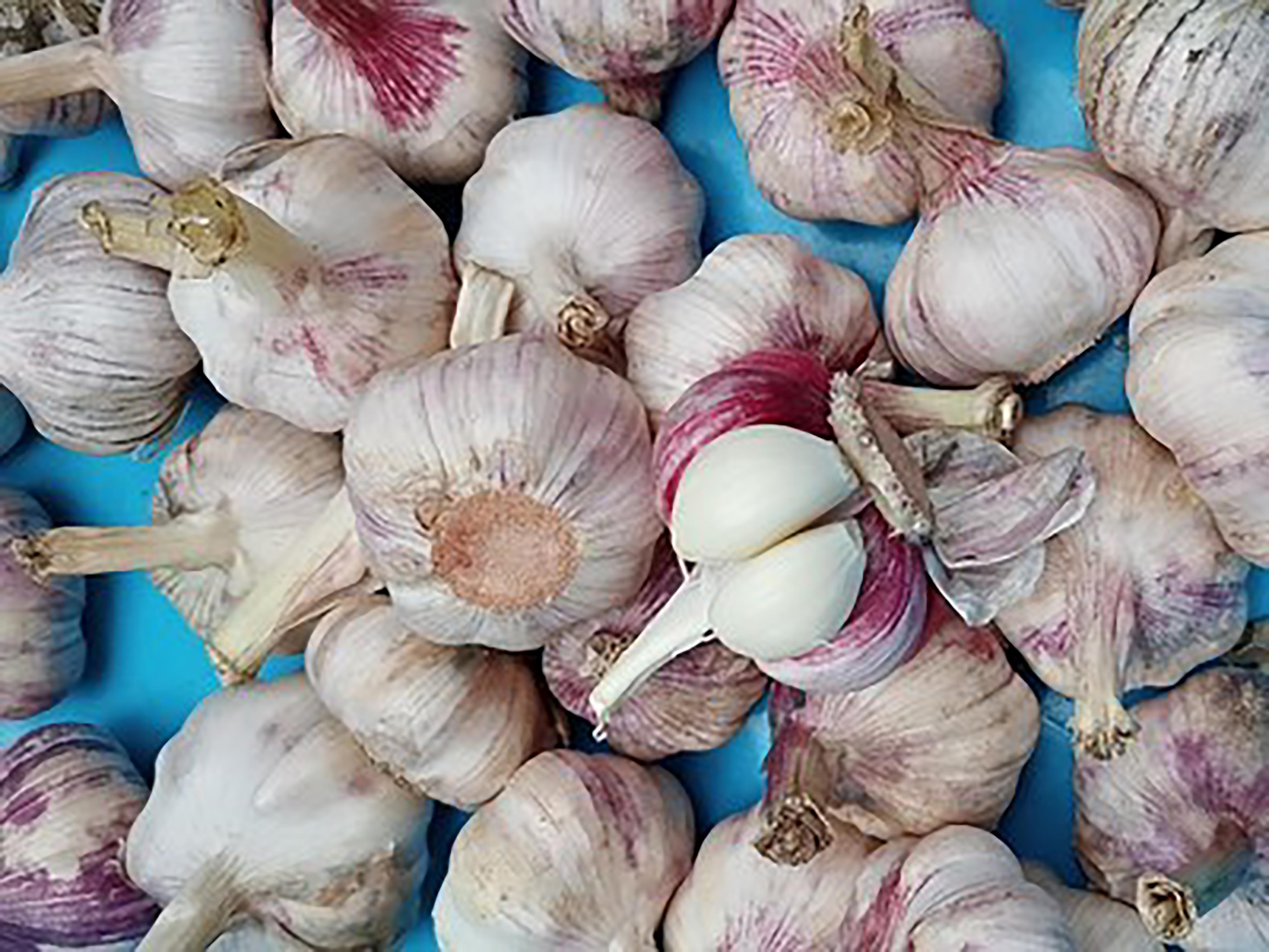 蒜头长出来的是什么?大蒜发芽到底能不能吃