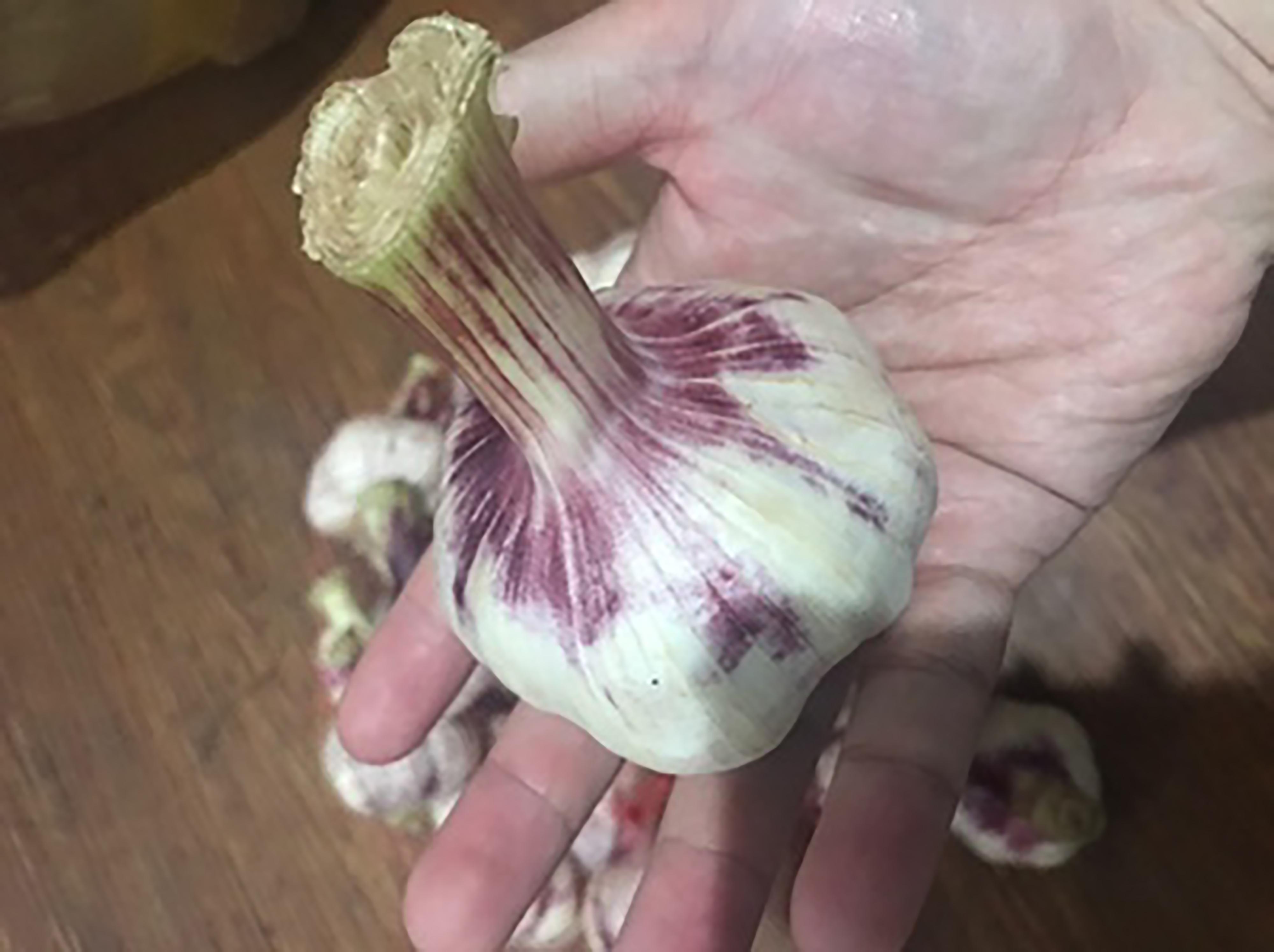 蒜头长出来的是什么?大蒜发芽到底能不能吃