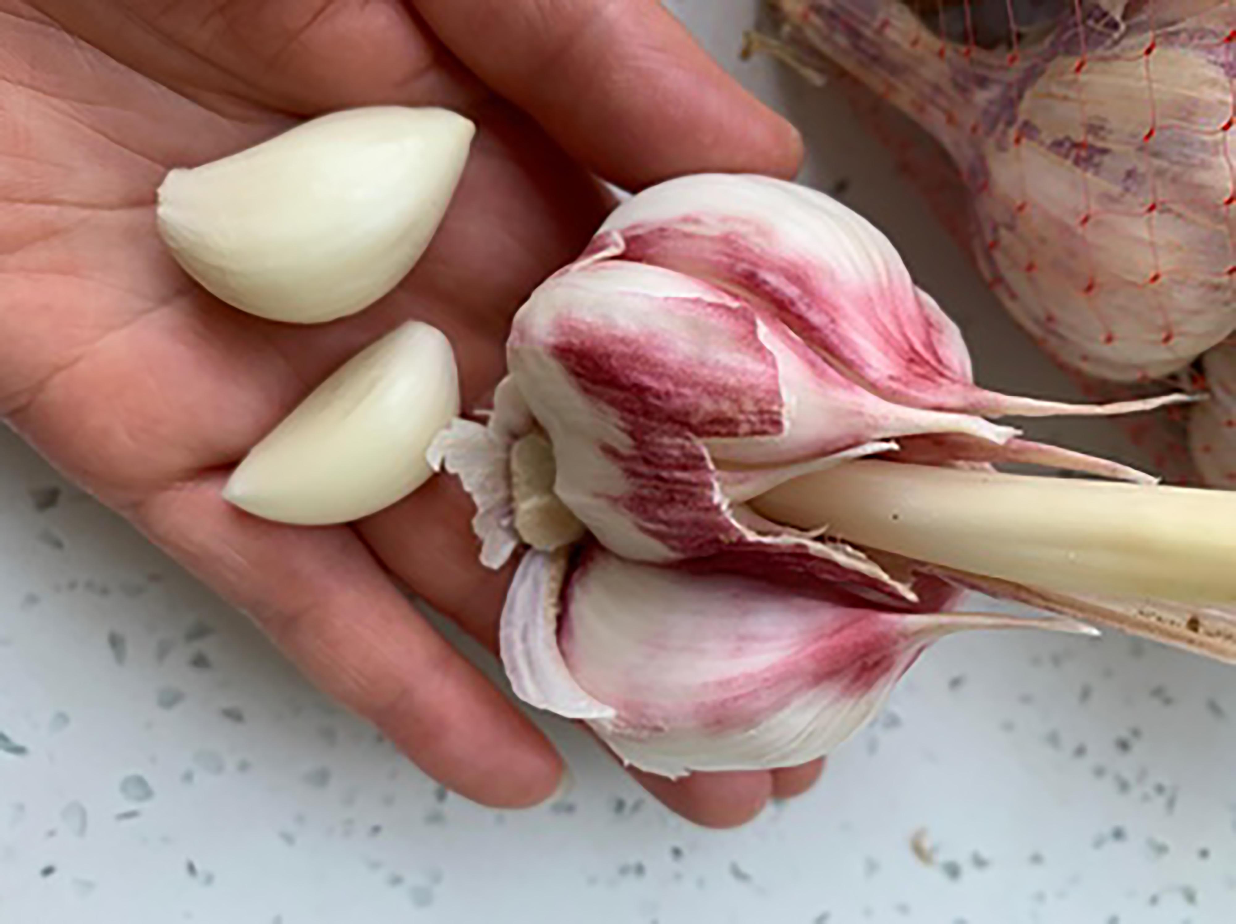 蒜头长出来的是什么?大蒜发芽到底能不能吃