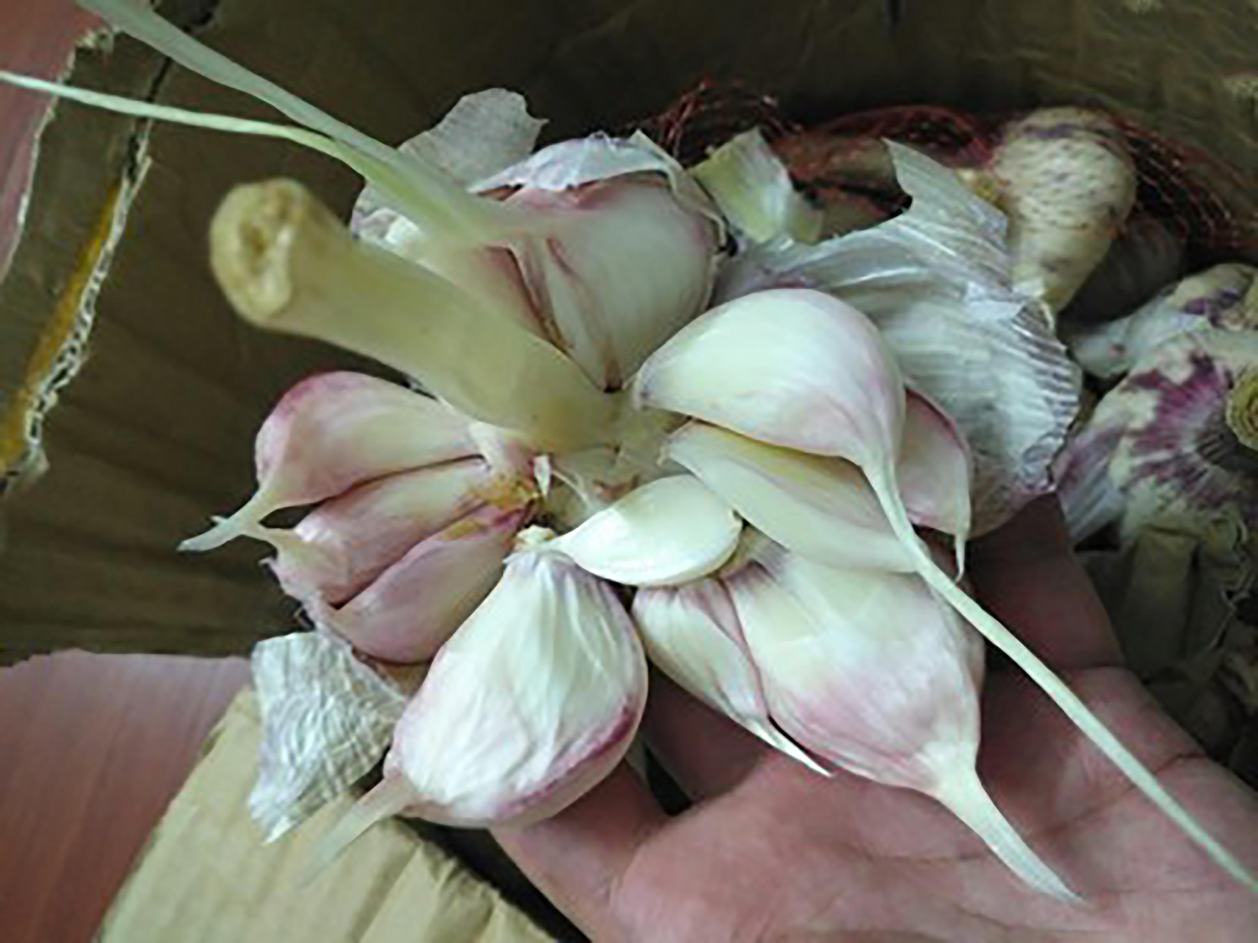 蒜头长出来的是什么?大蒜发芽到底能不能吃