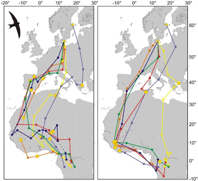 尖尾雨燕飞行原理图解?空中连续飞行十个月