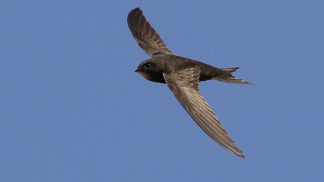尖尾雨燕飞行原理图解?空中连续飞行十个月