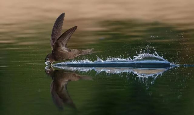 尖尾雨燕飞行原理图解?空中连续飞行十个月