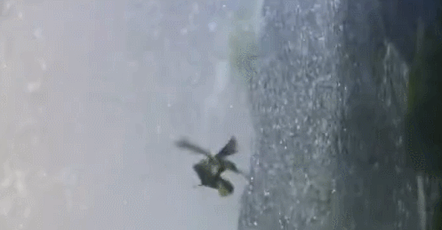 尖尾雨燕飞行原理图解?空中连续飞行十个月