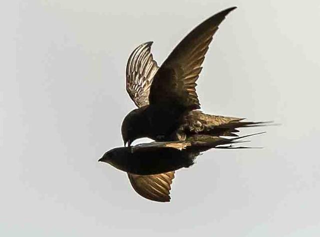 尖尾雨燕飞行原理图解?空中连续飞行十个月