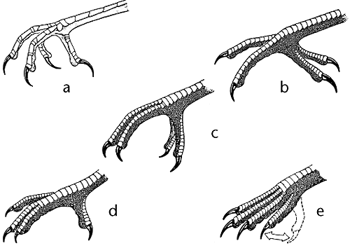 尖尾雨燕飞行原理图解?空中连续飞行十个月