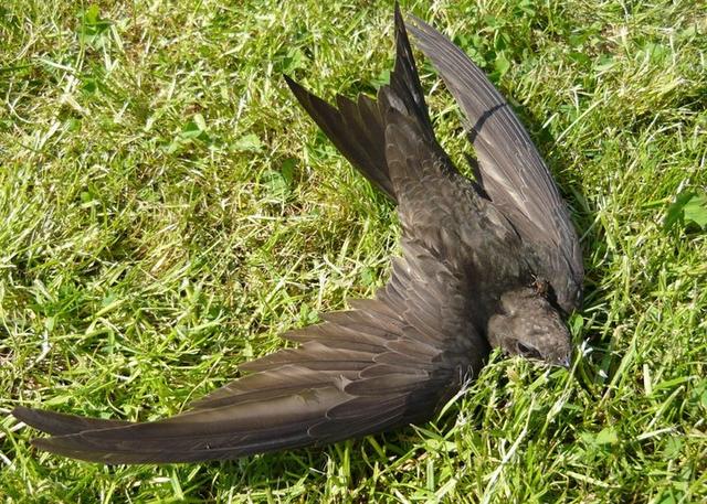 尖尾雨燕飞行原理图解?空中连续飞行十个月