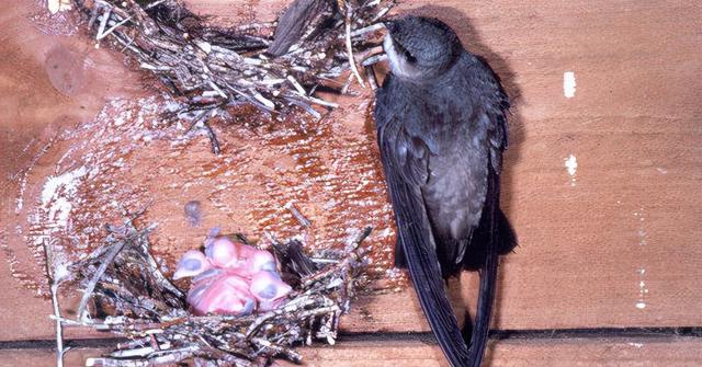 尖尾雨燕飞行原理图解?空中连续飞行十个月