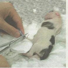 狗狗生产需要准备什么东西?母犬生宝宝前的准备