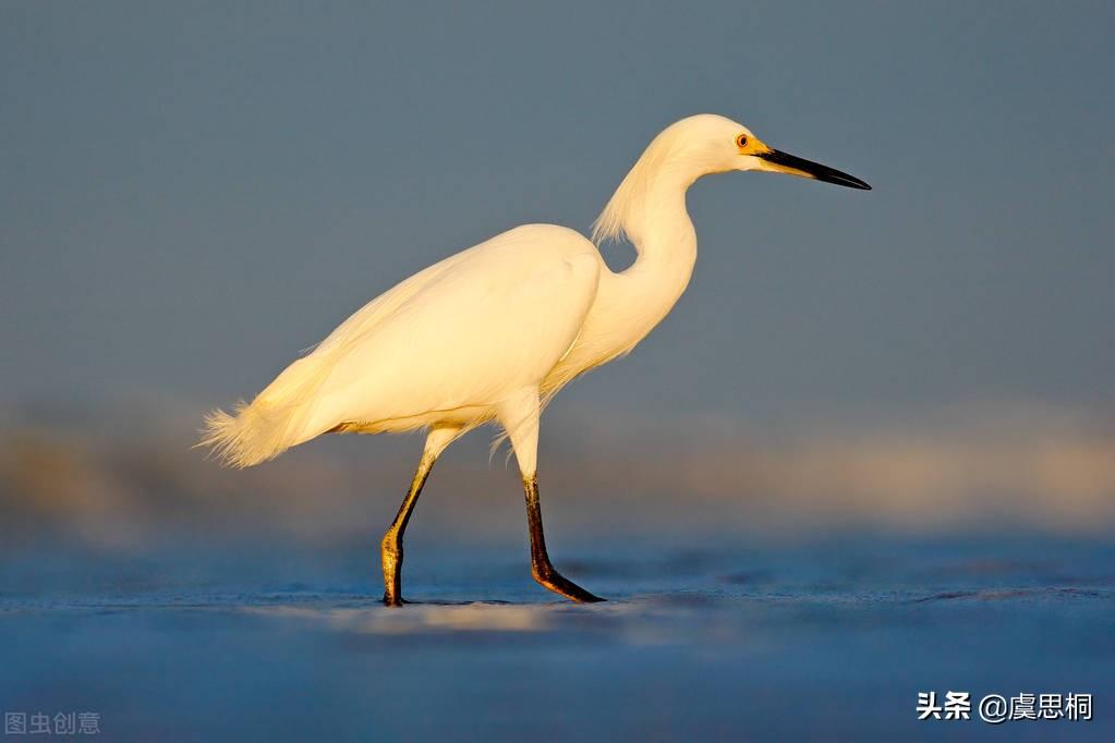 两个黄鹂鸣翠柳是哪首诗里的?最令人熟知的七绝
