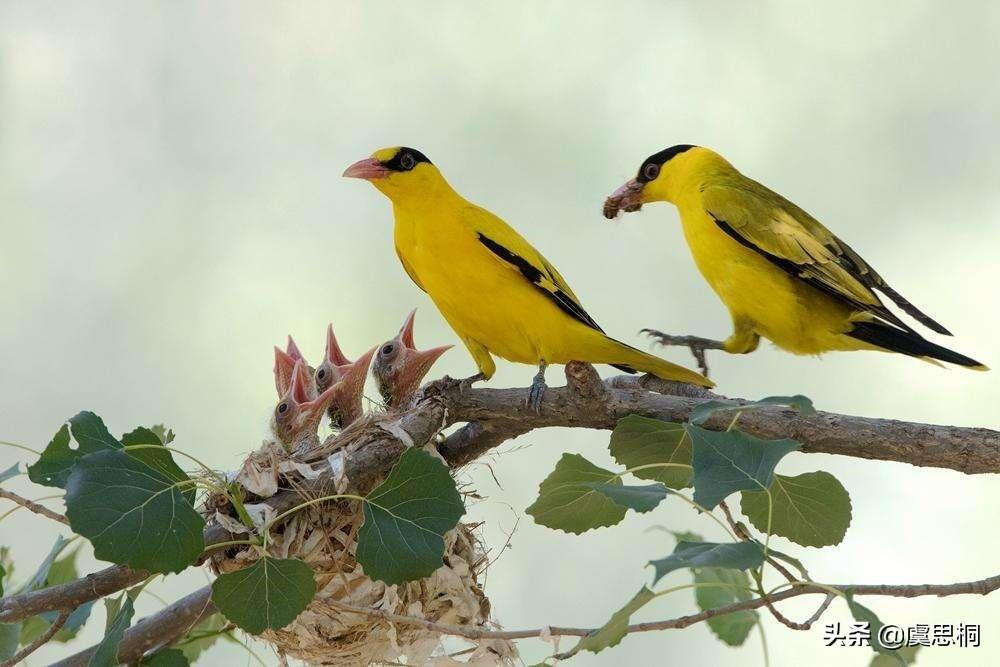 两个黄鹂鸣翠柳是哪首诗里的?最令人熟知的七绝