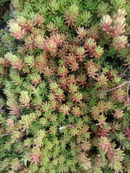 如何自制白酒磁化设备(如何 *** 白酒)