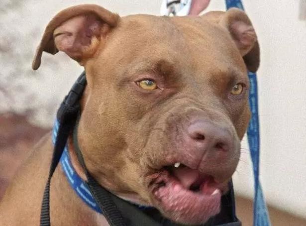 加拿大BC省惊现喵星人中的战斗民族,秒揍7只杀手比特斗牛犬