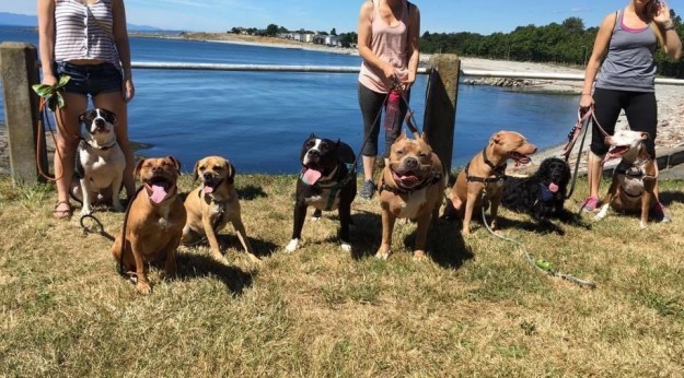 加拿大BC省惊现喵星人中的战斗民族,秒揍7只杀手比特斗牛犬