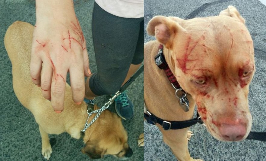 加拿大BC省惊现喵星人中的战斗民族,秒揍7只杀手比特斗牛犬