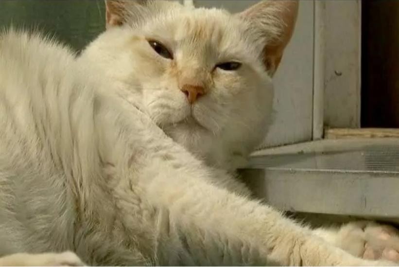 加拿大BC省惊现喵星人中的战斗民族,秒揍7只杀手比特斗牛犬