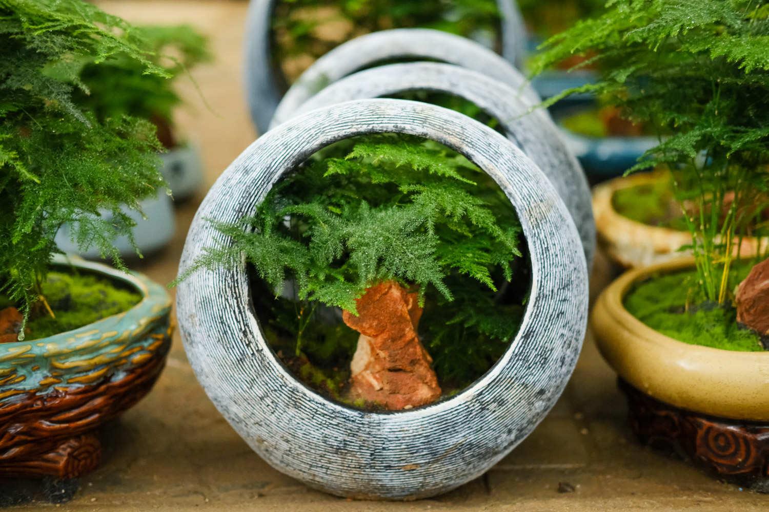 文竹的花语,文竹图片