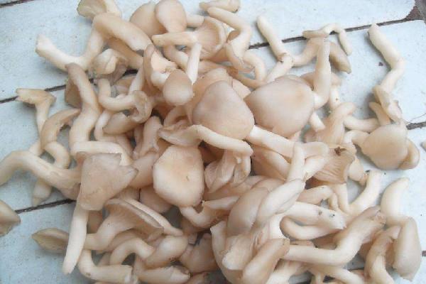 姬菇有没有毒？姬菇怎么做好吃