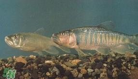 马口鱼是海鱼吗？马口鱼是什么鱼