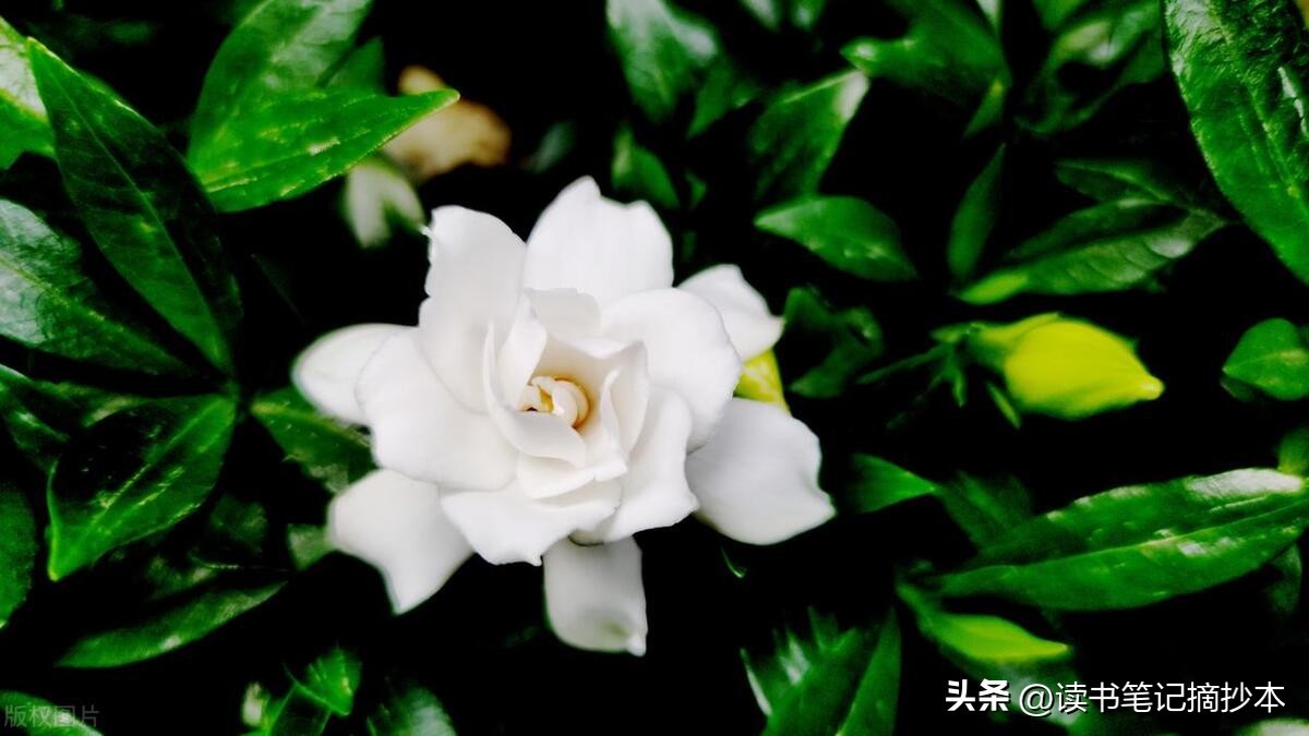 看电影学英语:《王牌特工1》经典台词?中英对照