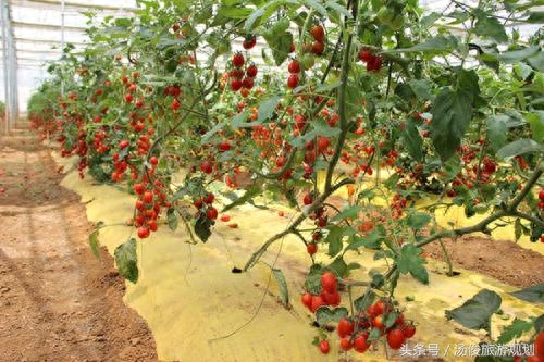 采摘园规划设计篇:做休闲采摘庄园要规避的六大“坑”