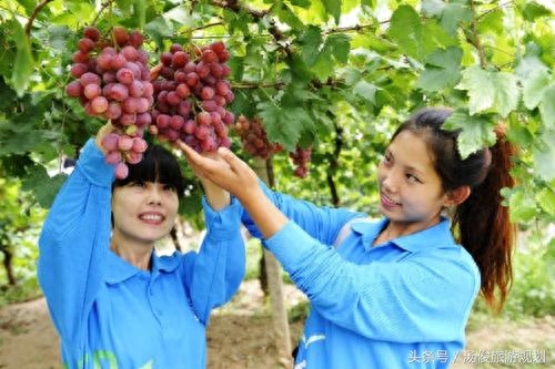 采摘园规划设计篇:做休闲采摘庄园要规避的六大“坑”