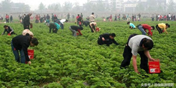 采摘园规划设计篇:做休闲采摘庄园要规避的六大“坑”