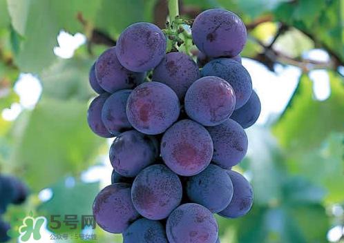 巨峰和夏黑哪个好吃?哪个贵?有什么区别?