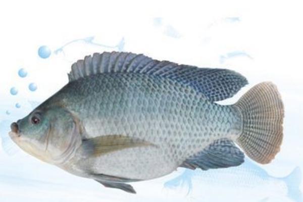 罗非鱼是海鱼还是河鱼？罗非鱼是深海鱼吗
