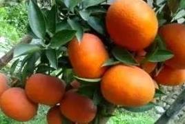 爱媛28与爱媛38的区别？爱媛42号和爱媛38区别