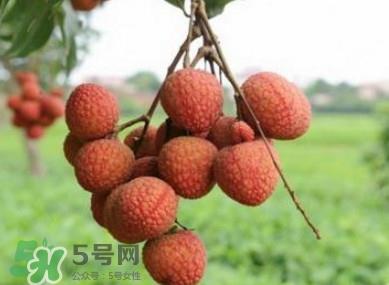 白糖罂和妃子笑哪个好吃？妃子笑和白糖罂的区别