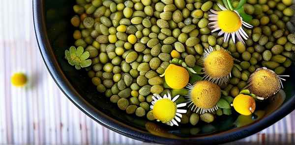 吃苦菊的十大禁忌与注意事项