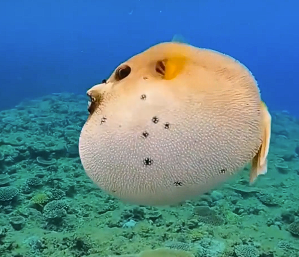 全球首款!PACK换电电动船舶“河豚蔚蓝02”正式发布(图1)