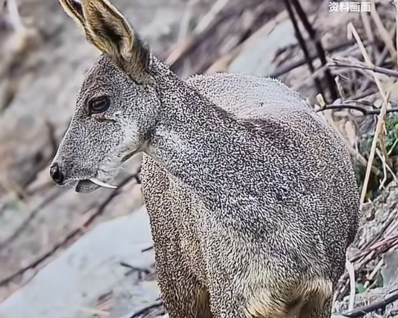 国产飞机里程碑！C909载客突破3000万人次(图2)