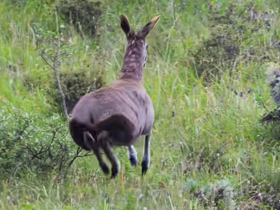 国产飞机里程碑！C909载客突破3000万人次(图3)