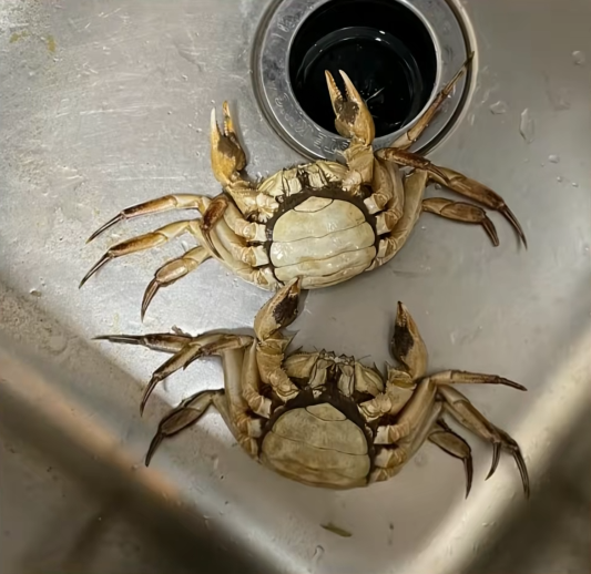 顾客AI合成死螃蟹要求退款 最新进展来了：被拘8日 195元全额追回(图3)