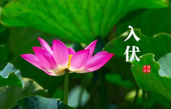 2024年初伏第一天是几月几号