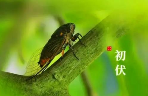 2024年初伏第一天是几月几号