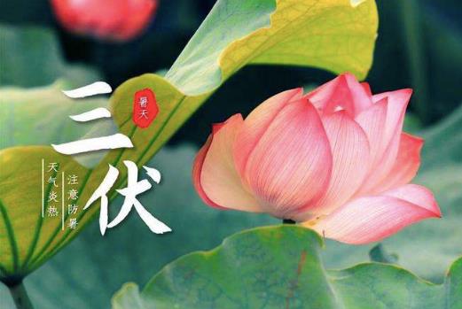 2024年三伏天是公伏还是母伏