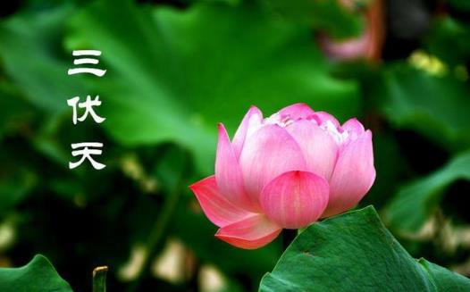 2024年三伏天是什么时间到什么时间