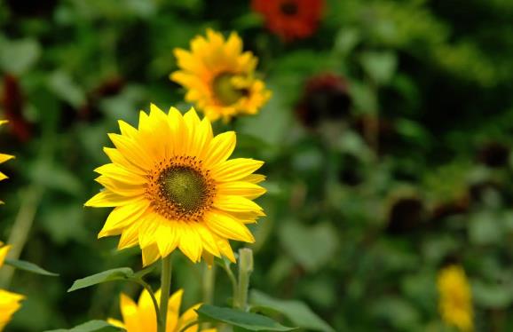 高考向日葵个数有讲究吗