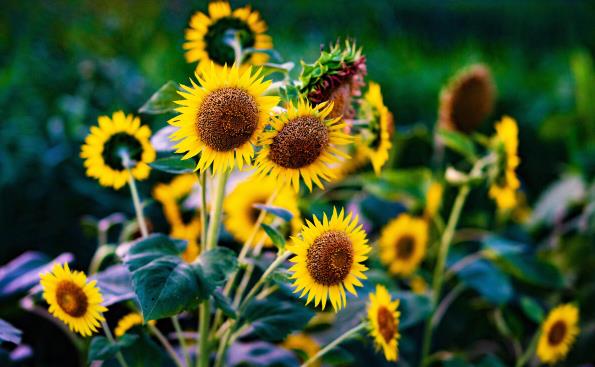 高考向日葵个数有讲究吗