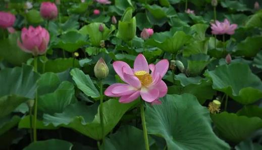 2024年中秋荷花还在开吗