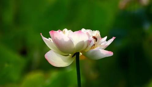 2024年中秋荷花还在开吗