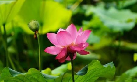 2024年中秋荷花还在开吗