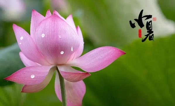 2024年小暑是几月几号