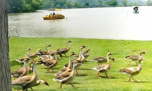 武汉野生动物王国停车方便吗