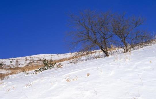 2024年数九天什么时候结束
