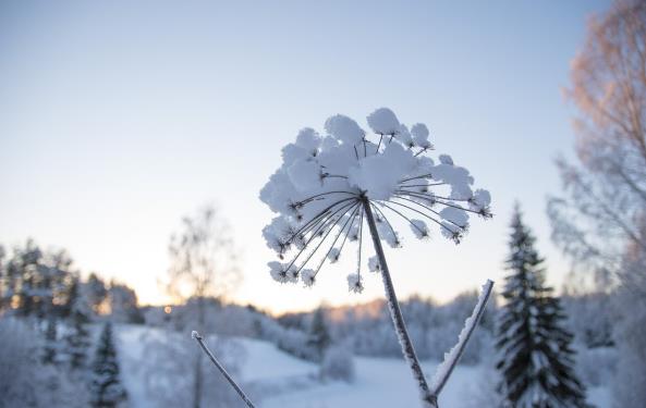 2024年出九是哪一天